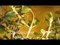 Timelapse silk moth caterpillar molting skin Cat.#V04324, 1920x1080 Motion JPEG (.AVI), 10 sec. at 30fps 