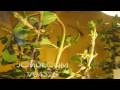 Timelapse many silk moth caterpillars crawling Cat.#V04325, 1920x1080 Motion JPEG (.AVI), 9 sec. at 30fps 