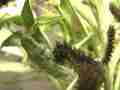 Excellent Close-up Gabbs Checkerspot Butterfly caterpillar feeding Cat.#V04644, 1920x1080 H.264 AVCHD (.MTS), 23 sec. at 30fps 
