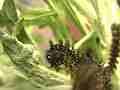 Chlosyne gabbii (Gabb's Checkerspot butterfly) larva crawling-eating Cat.#V04645, 1920x1080 H.264 AVCHD (.MTS), 11 sec. at 30fps 