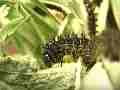 Chlosyne gabbii (Gabb's Checkerspot butterfly) larva crawling-eating Cat.#V04646, 1920x1080 H.264 AVCHD (.MTS), 12 sec. at 30fps 