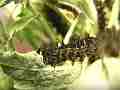 Chlosyne gabbii (Gabb's Checkerspot butterfly) larva crawling-eating Cat.#V04648, 1920x1080 H.264 AVCHD (.MTS), 11 sec. at 30fps 