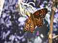 Chlosyne gabbii (Gabb's Checkerspot) Butterfly fresh adult close-up Cat.#V04802, 1920x1080 H.264 AVCHD (.MTS), 9 sec. at 30fps 