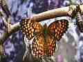 Chlosyne gabbii (Gabb's Checkerspot) Butterfly fresh adult close-up Cat.#V04809, 1920x1080 H.264 AVCHD (.MTS), 13 sec. at 30fps 