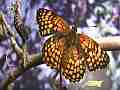 Chlosyne gabbii (Gabb's Checkerspot) Butterfly fresh adult close-up Cat.#V04811, 1920x1080 H.264 AVCHD (.MTS), 13 sec. at 30fps 