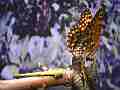 Chlosyne gabbii (Gabb's Checkerspot) Butterfly fresh adult close-up Cat.#V04814, 1920x1080 H.264 AVCHD (.MTS), 15 sec. at 30fps 