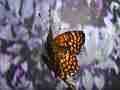 Chlosyne gabbii (Gabb's Checkerspot) Butterfly fresh adult close-up Cat.#V04818, 1920x1080 H.264 AVCHD (.MTS), 9 sec. at 30fps 