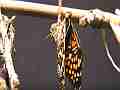 Chlosyne gabbii (Gabb's Checkerspot) Butterfly emerged close-up Cat.#V04879, 1920x1080 H.264 AVCHD (.MTS), 8 sec. at 30fps 