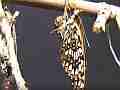 Chlosyne gabbii (Gabb's Checkerspot) Butterfly emerged close-up Cat.#V04882, 1920x1080 H.264 AVCHD (.MTS), 6 sec. at 30fps 