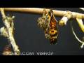 Timelapse Gabb's Checkerspot Butterfly (Chlosyne gabbii) emerging Cat.#V04937, 1920x1080 Motion JPEG (.AVI), 33 sec. at 30fps 