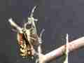 Chlosyne gabbii (Gabb's Checkerspot butterfly) just emerged crawling Cat.#V04970, 1920x1080 H.264 AVCHD (.MTS), 23 sec. at 30fps 