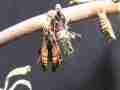 Chlosyne gabbii (Gabb's Checkerspot butterfly) just emerged hanging Cat.#V04971, 1920x1080 H.264 AVCHD (.MTS), 23 sec. at 30fps 