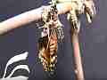 Chlosyne gabbii (Gabb's Checkerspot) Butterfly emerged-hanging realtime Cat.#V04974, 1920x1080 H.264 AVCHD (.MTS), 13 sec. at 30fps 