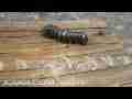 Swallowtail butterfly caterpillar larva molt timelapse Cat.#V05156, 1920x1080 Motion JPEG (.AVI), 20 sec. at 30fps 