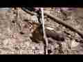 Buckeye butterfly resting on ground Cat.#V05210, 1920x1080 H.264 AVCHD (.MTS), 7 sec. at 30fps 