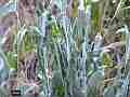 Chlosyne gabbii (Gabb's Checkerspot butterfly) on Aster caterpillars scattered near-static Cat.#V05431, 1920x1080 H.264 AVCHD (.MTS), 13 sec. at 30fps 