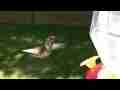Allen's Hummingbird, freeze-frame effect Cat.#V05810, 1920x1080 H.264 AVCHD (.MTS), 30 sec. at 30fps 