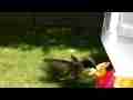 Black-Chinned Hummingbird at feeder Realtime Cat.#V05816, 1920x1080 H.264 AVCHD (.MTS), 13 sec. at 30fps 