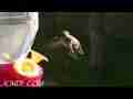 Slow Motion Hummingbirds 4 Cat.#V05867, 1280x720 Windows Media .WMV, 165 sec. at 30fps 