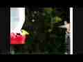300fps Slow Motion Hummingbird in mirror at feeder Cat.#V05929, 512x384 H.264/AVC1 (.MOV), 456 sec. at 30fps 