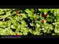 Slow Motion Honeybees 600fps upscaled to 720p HD Cat.#V06018, 1280x720 Windows Media .WMV, 126 sec. at 30fps 