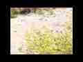 Tarantula Hawk Wasp (Pepsid Wasp) flying shots slow motion 300fps Cat.#V06223, 512x384 H.264/AVC1 (.MOV), 21 sec. at 30fps 