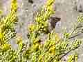 Dusky skipper fly-off filmed at 600fps, playback at 30fps (-20x slow motion) Cat.#V06242, 432x192 H.264/avc1 (.MOV), 5 sec. at 30fps 