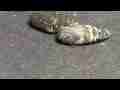 Electra Silk moth pupa pre-emerging movement HD Realtime Cat.#V06562, 1920x1080 H.264 AVCHD (.MTS), 10 sec. at 30fps 