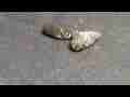 Electra Silk moth struggling to emerge HD Realtime Cat.#V06563, 1920x1080 H.264 AVCHD (.MTS), 81 sec. at 30fps 