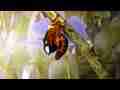 Hemileuca electra silk moth expands wings timelapse HD Cat.#V06566, 1920x1080 Motion JPEG (.AVI), 16 sec. at 30fps 