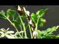 Giant Swallowtail Butterfly caterpillar resting realtime Cat.#V06645, 1920x1080 H.264 AVCHD (.MTS), 14 sec. at 30fps 