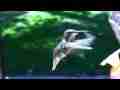 Allens Hummingbird female at feeder (realtime) Cat.#V06652, 1920x1080 H.264 AVCHD (.MTS), 18 sec. at 30fps 