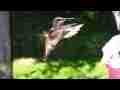 Allens Hummingbird female at feeder (realtime) Cat.#V06653, 1920x1080 H.264 AVCHD (.MTS), 15 sec. at 30fps 