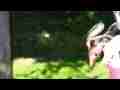Allens Hummingbird female at feeder (realtime) Cat.#V06654, 1920x1080 H.264 AVCHD (.MTS), 6 sec. at 30fps 