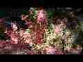 Poison Oak,colorful bush and stream slow pan Cat.#V06727, 1920x1080 H.264 AVCHD (.MTS), 24 sec. at 30fps 