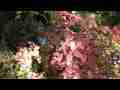 Poison Oak,red-green leaves, stream static Cat.#V06745, 1920x1080 H.264 AVCHD (.MTS), 32 sec. at 30fps 