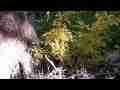 Poison Oak,yellow foliage and stream pull-out Cat.#V06758, 1920x1080 H.264 AVCHD (.MTS), 17 sec. at 30fps 
