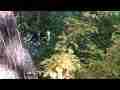 Poison Oak,yellow foliage and stream zoom-in Cat.#V06761, 1920x1080 H.264 AVCHD (.MTS), 21 sec. at 30fps 