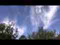 Catalog#:V06767 License:$108.00, Format:1920x1080 H.264 AVCHD (.MTS ) at 30fps, Length: approx.22 sec. High clouds behind trees (realtime)