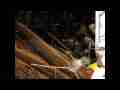 Time lapse hummingbirds on motion detection system Cat.#V06802, 1920x1080 Motion JPEG (.AVI), 24 sec. at 30fps 
