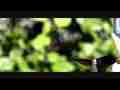 Anna's Hummingbird male slow motion 600fps Cat.#V06946, 432x192 H.264/AVC1 (.MOV), 42 sec. at 30fps 