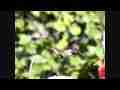 Anna's Hummingbird male slow motion 300fps Cat.#V06948, 512x384 H.264/AVC1 (.MOV), 60 sec. at 30fps 