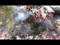 Small Bouquet Cyn waterfall pan downstream (realtime) Cat.#V07033, 1920x1080 H.264 AVCHD (.MTS), 13 sec. at 30fps 