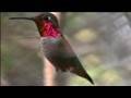 Annas hummingbird male feeding close-up (realtime) Cat.#V07044, 1920x1080 H.264 AVCHD (.MTS), 17 sec. at 30fps 