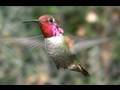 Annas hummingbird male feeding close-up (realtime) Cat.#V07045, 1920x1080 H.264 AVCHD (.MTS), 24 sec. at 30fps 