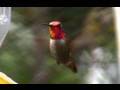 Annas hummingbird male feeding close-up (realtime) Cat.#V07046, 1920x1080 H.264 AVCHD (.MTS), 9 sec. at 30fps 