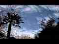 Catalog#:V07097 License:$65.00, Format:1920x1080 Motion JPEG(.AVI) at 30fps, Length: approx.8 sec. Very high cirrus passing behind trees time lapse