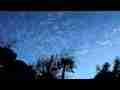 Catalog#:V07115 License:$160.00, Format:1920x1080 Motion JPEG(.AVI) at 30fps, Length: approx.35 sec. Mottled high cloud sky behind trees sunset1 time lapse