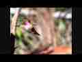 Anna's Hummingbird male feeding Slow Motion 300fps Cat.#V07141, 512x384 H.264/AVC1 (.MOV), 74 sec. at 30fps 