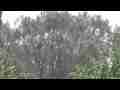 Zoomed heavy rain against big pine tree realtime HD Cat.#V07173, 1920x1080 H.264 AVCHD (.MTS), 11 sec. at 30fps 